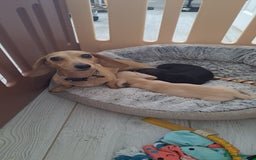 Dachshund dogs for sale: READY NOW - Miniature dachshunds cream girls  - Image 14