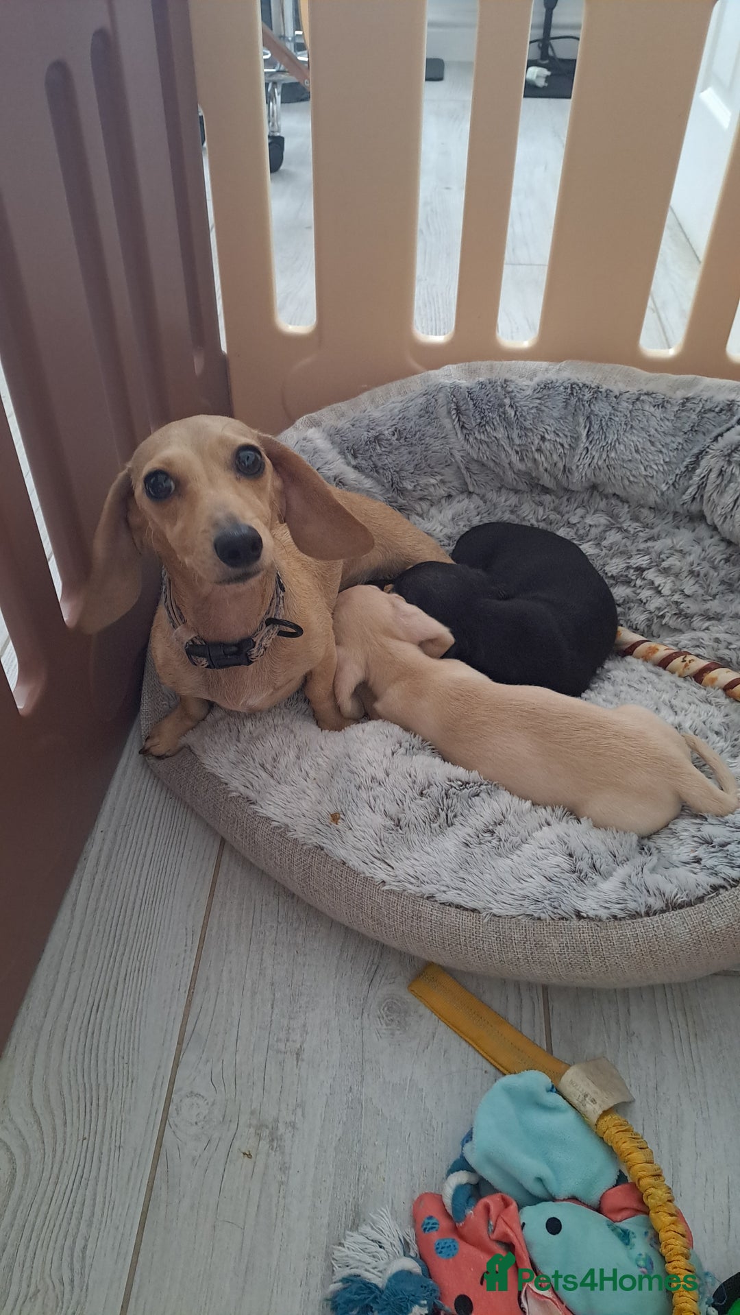 Dachshund dogs for sale: READY NOW - Miniature dachshunds cream girls  - Image 14