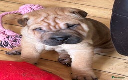 Shar Pei dogs for sale: 2 females 3 males Shar pei pups - Image 15