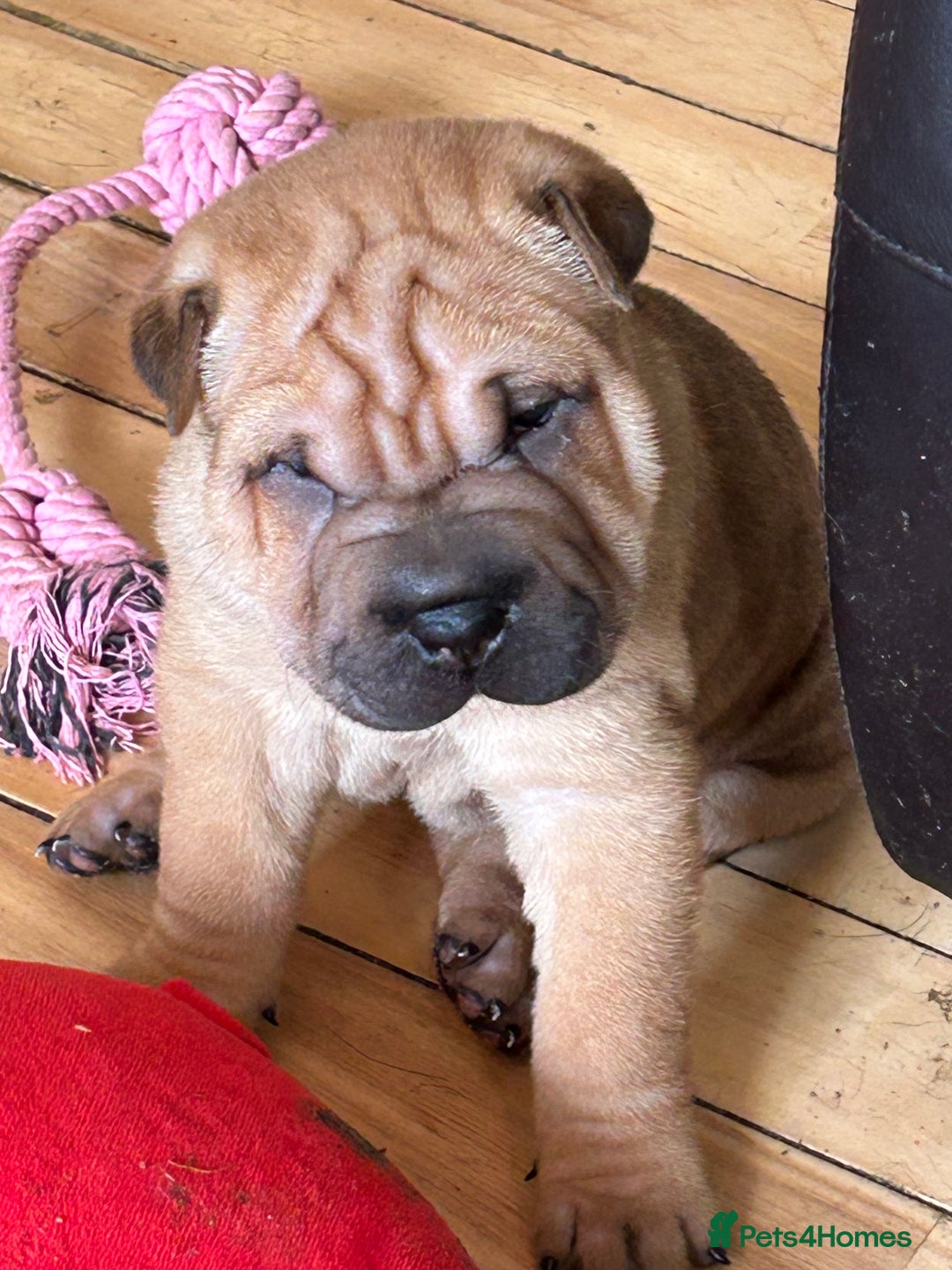 Shar Pei dogs for sale: 2 females 3 males Shar pei pups - Image 15