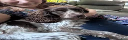 Cocker Spaniel dogs for sale: Affectionate 18 months Female Show Cocker Spaniel in Warwick - Advert 5