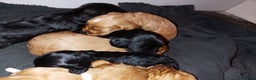 Cocker Spaniel dogs for sale: 4 Gorgeous working cocker spaniels  - Advert 12