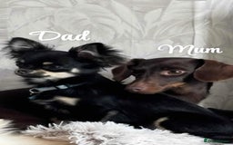 Chiweenie dogs for sale: Dachshund x chihuahua puppies  - Image 8