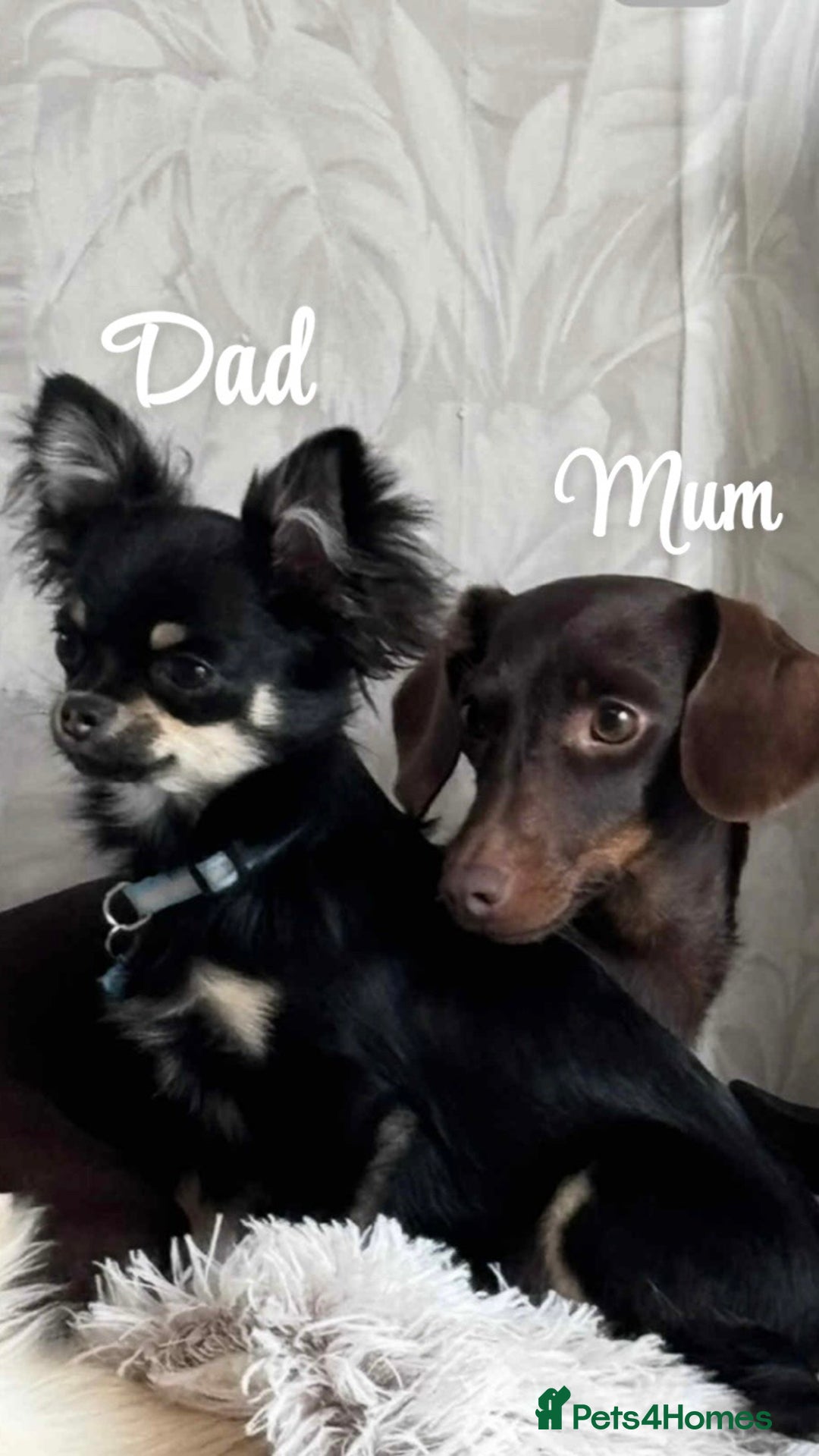 Chiweenie dogs for sale: Dachshund x chihuahua puppies  - Image 8