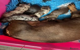 Miniature Dachshund dogs for sale: Beautiful Dachshund X - Image 18