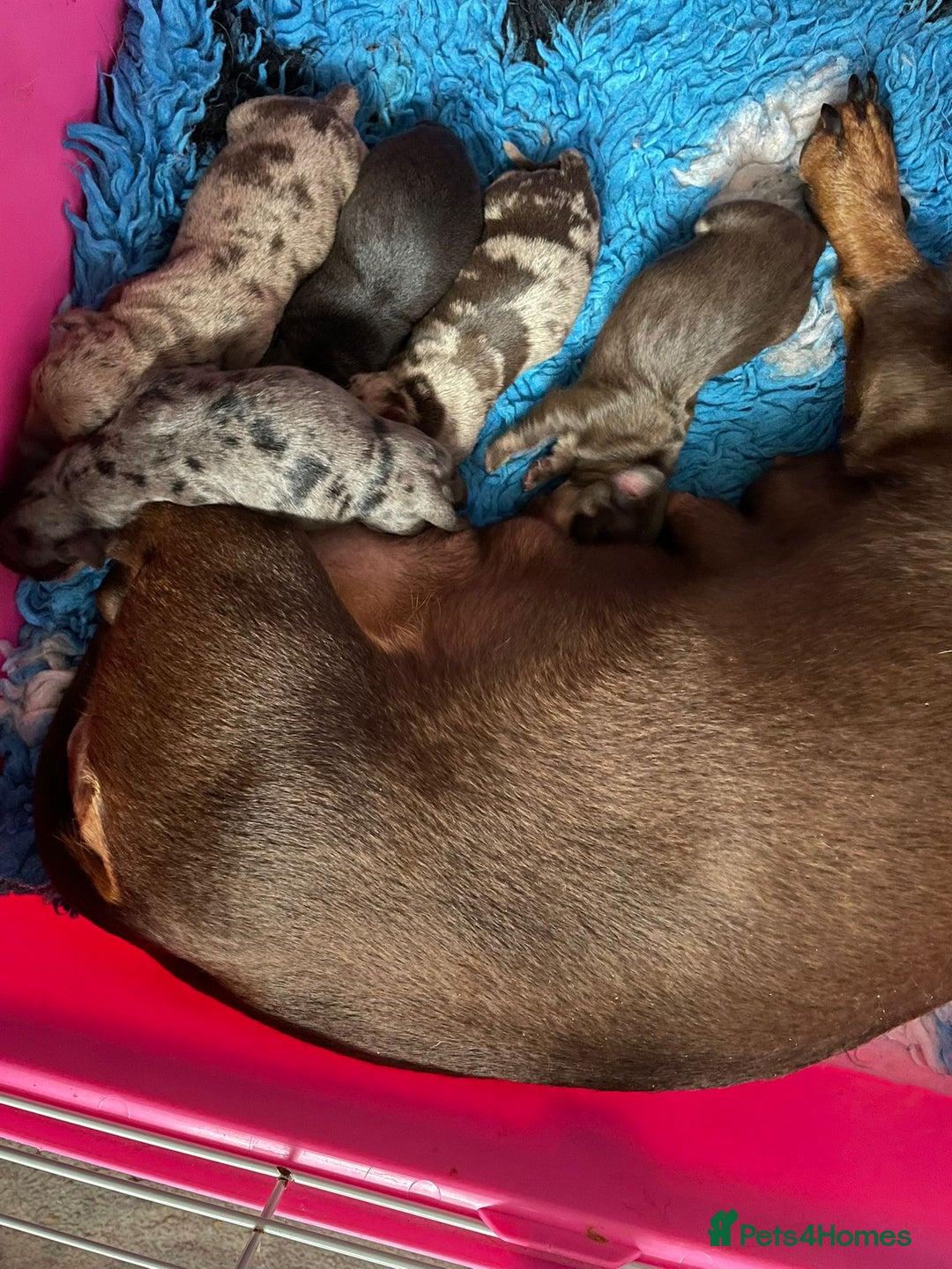 Miniature Dachshund dogs for sale: Beautiful Dachshund X - Image 18
