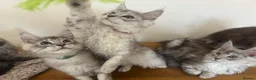 Maine Coon cats for sale: Exceptional Pedigree Maine Coon kittens available  in Worcester - Advert 3