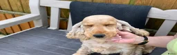 Cocker Spaniel dogs for sale: Gold cocker spaniel - Advert 1