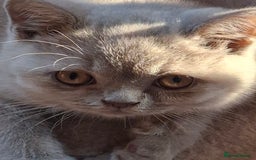 British Shorthair cats for sale: British Blue Short-hair 4 kittens for sale  - Image 8