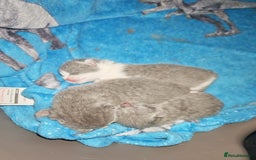 British Shorthair cats for sale: British shorthair 1 male left!!  in Crewe - Image 7