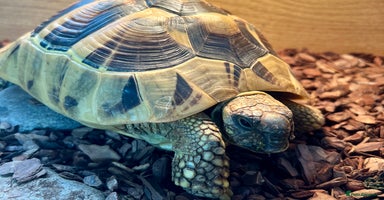 Hermann Tortoise reptiles - Advert 5