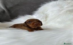 Miniature Dachshund dogs for sale: Miniature  Dachshund Puppies ready for new Home - Image 7