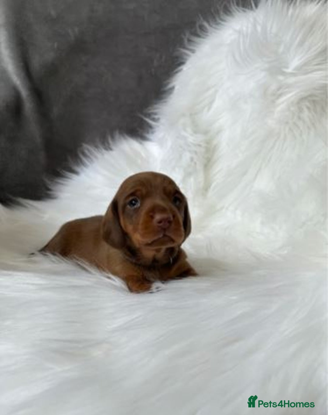 Miniature Dachshund dogs for sale: Miniature  Dachshund Puppies ready for new Home - Image 7