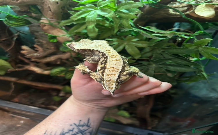Gecko reptiles - Advert 2