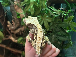 Gecko reptiles - Advert 19