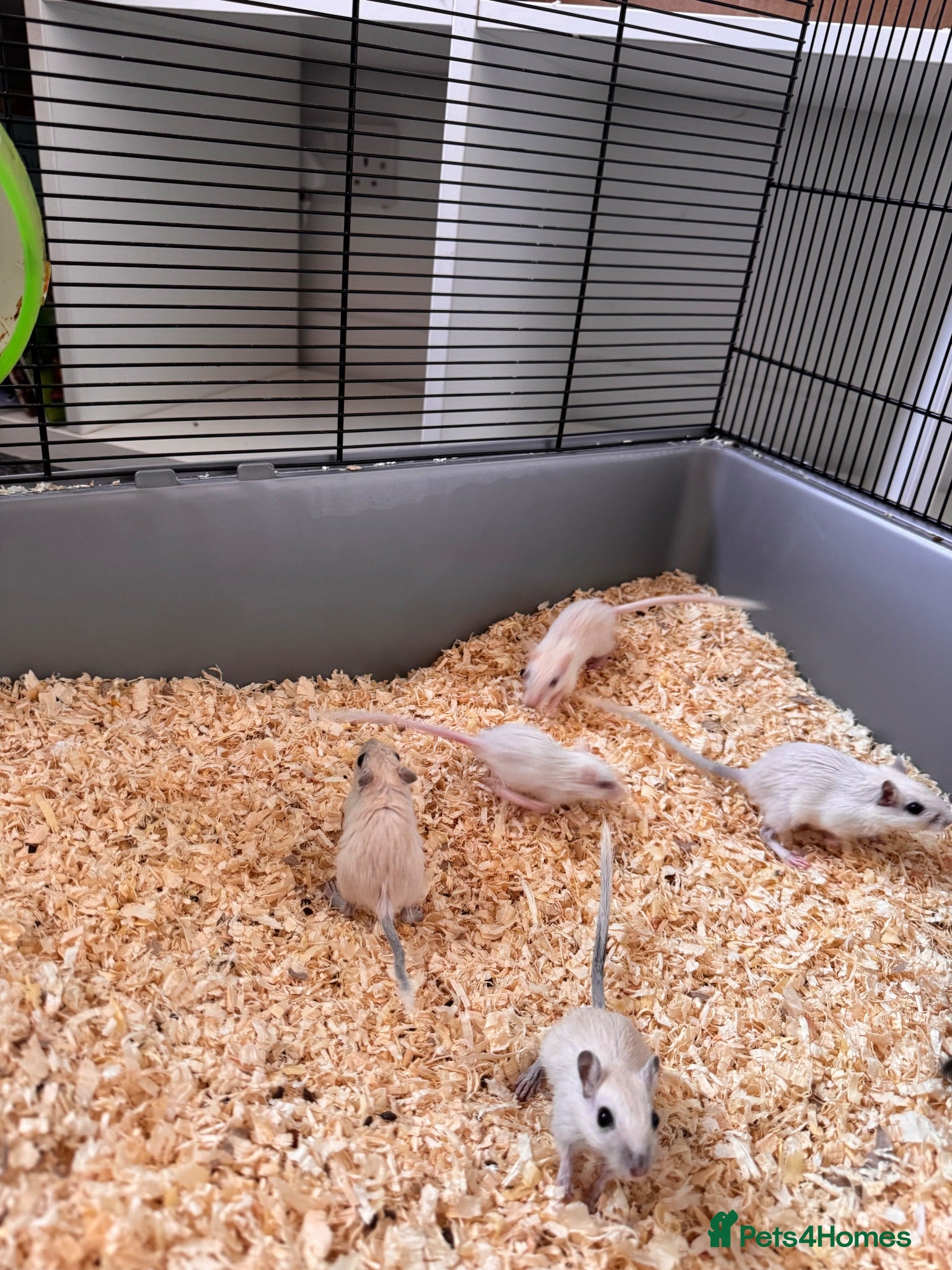 Gerbil rodents Gerbils for sale  - Advert 11