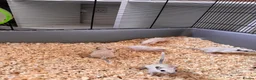 Gerbil rodents for sale: Gerbils for sale  - Advert 1