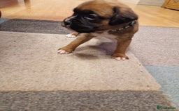 Boxer dogs for sale: Beautiful litter of KC reg bobtail boxer pups - Image 28