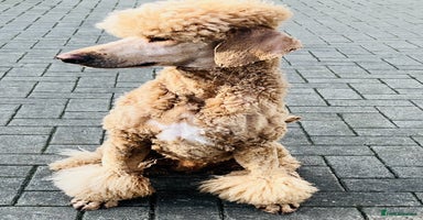 Standard Poodle dogs - Advert 2