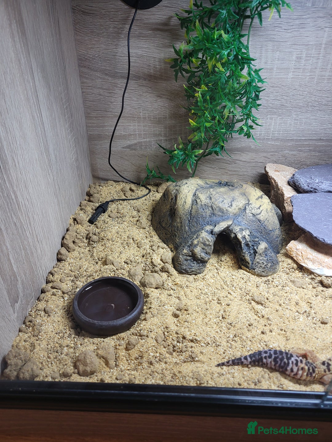 Leopard Gecko reptiles for sale: Leopard gecko  - Advert 3