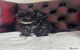 Maltipoo dogs for sale: Gorgeous tiny toy F1 Maltipoo puppies  - Image 10