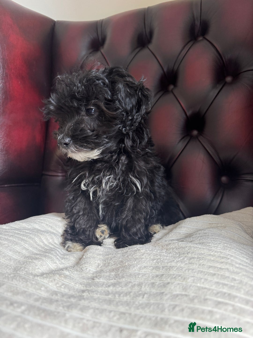 Maltipoo dogs for sale: Gorgeous tiny toy F1 Maltipoo puppies  - Image 10