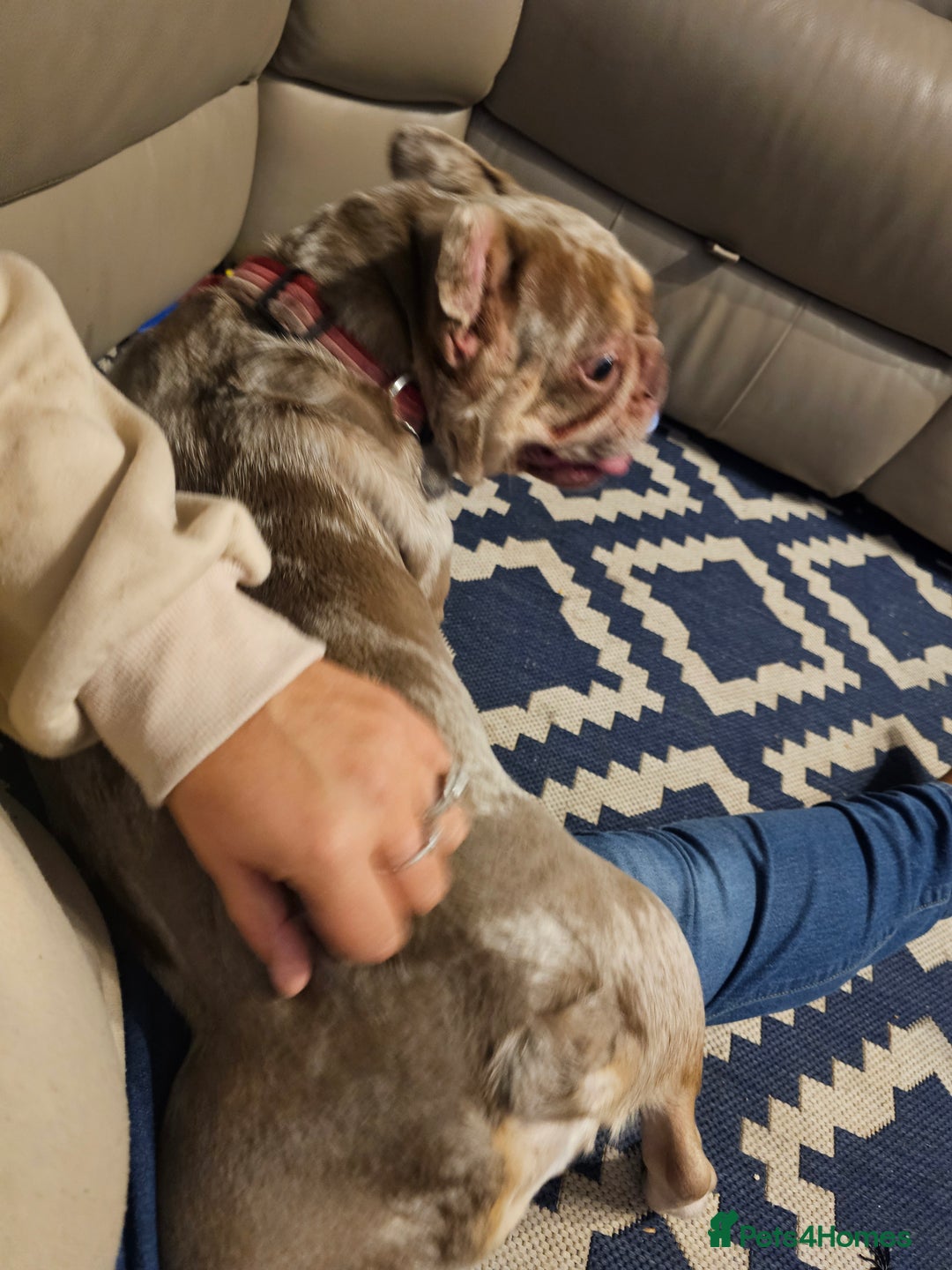 French Bulldog dogs for sale: Female 2 1/2 Yr old French bulldog - Advert 13