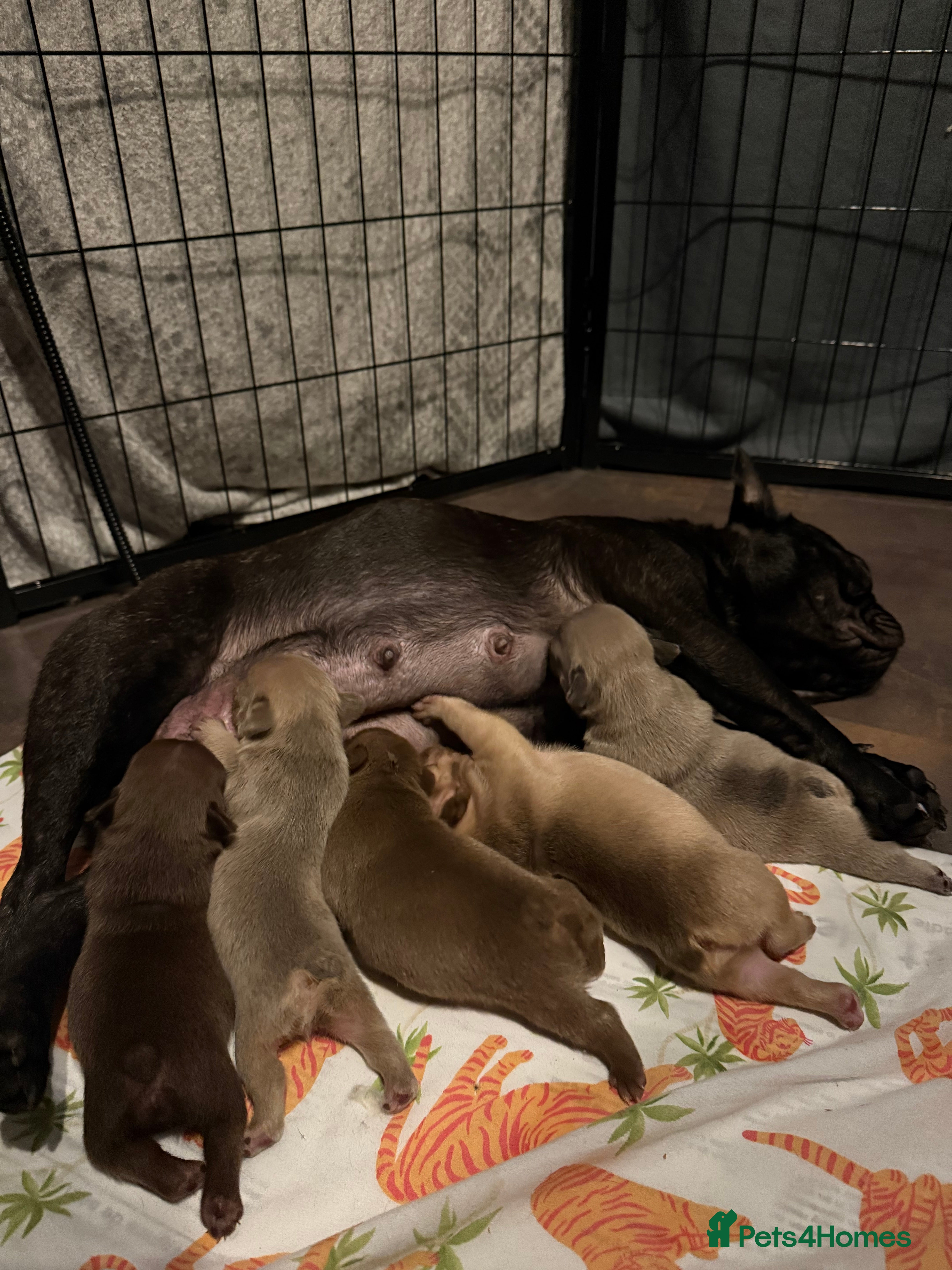 French Bulldog dogs New Shade Rojo French Bulldog Puppy. - Advert 2