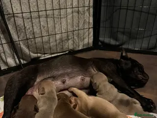 French Bulldog dogs New Shade Rojo French Bulldog Puppy. - Advert 2