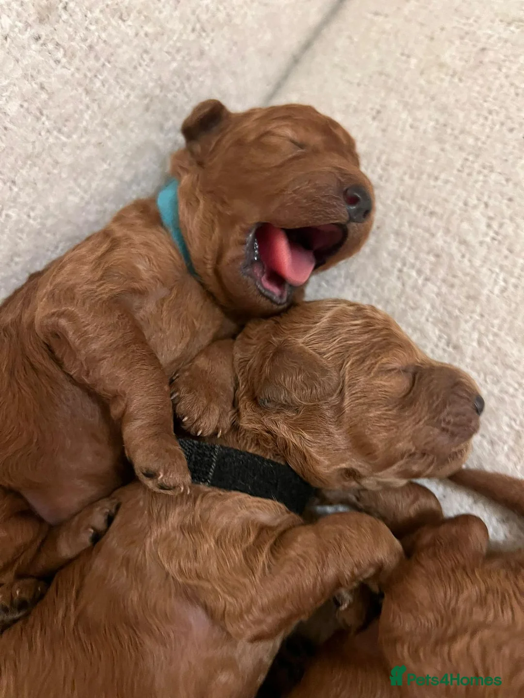 Miniature Poodle dogs for stud: PROVEN Miniature Poodle Stud - Champion Lines KC in Orpington - Advert 9