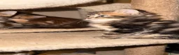 Mixed Breed cats for sale: 3 stunning kittens looking for their loving home  - Advert 10