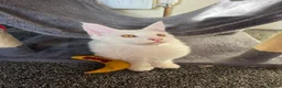 Maine Coon cats for sale: Maine coon Blue eyes + Long Hair - Advert 13