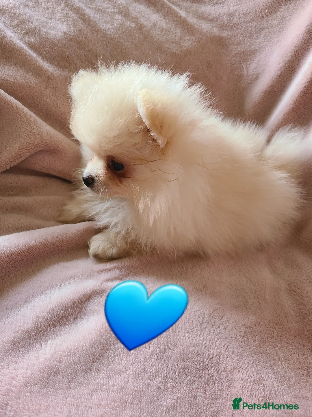 Pomeranian dogs for sale: Kc pomeranian puppies READY NOW💙 1 male - Advert 17