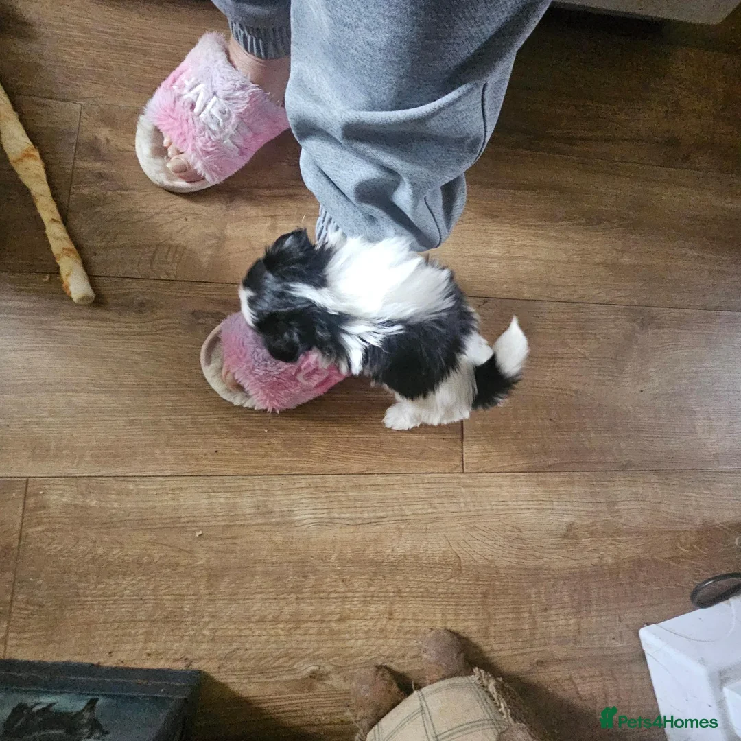 Mixed Breed dogs for sale: Shihpoms in Lincoln - Advert 6