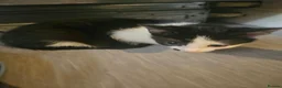 Mixed Breed cats for sale: Kittens black - white - Advert 6