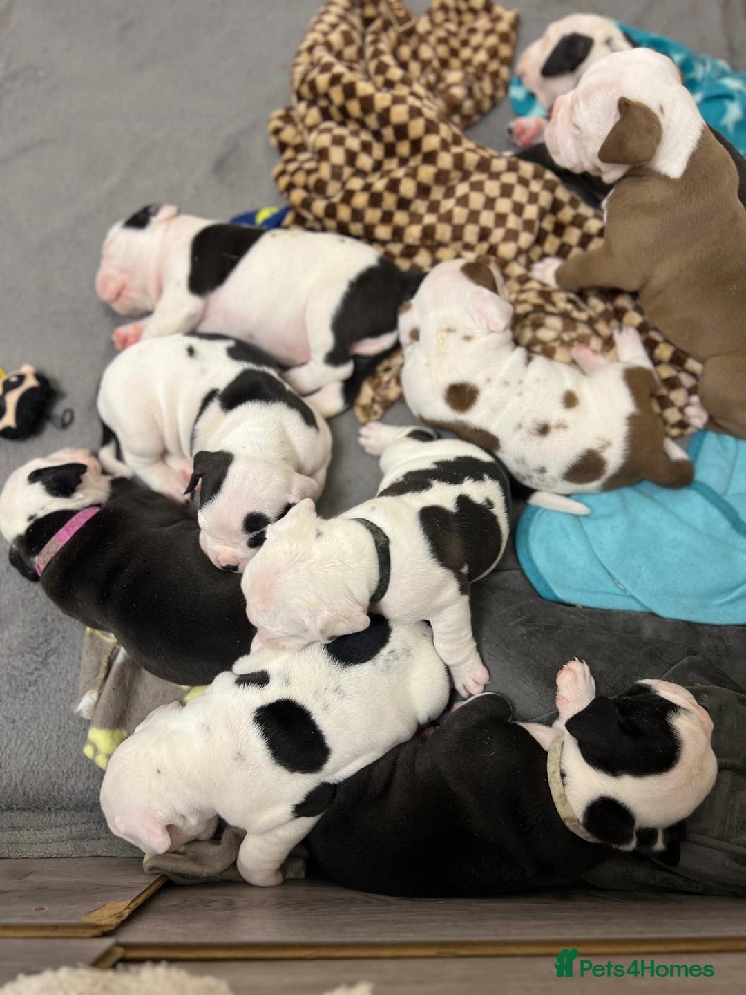 Old Tyme Bulldog dogs for sale: Old Tyme Bulldog Puppies - Both Parents Our Pets - Image 1