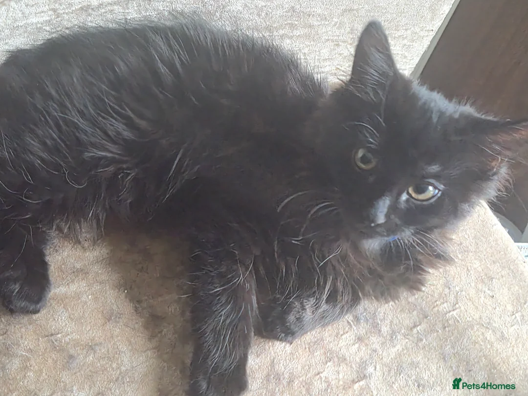 British Longhair cats for sale: Friendly playful long haired kitten  - Advert 2