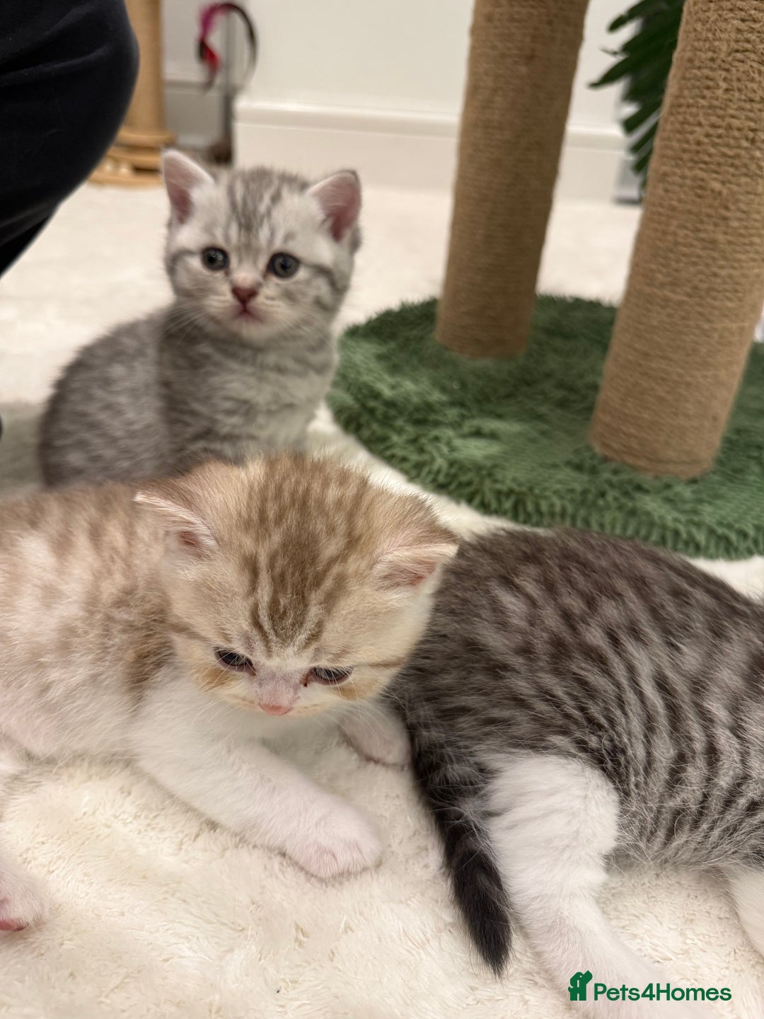 British Longhair cats for sale: Scottish Straights Longhair and Shorthair - Image 17