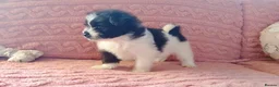 Pomeranian dogs for sale: Pomeranian puppy - 3 months old - Advert 3