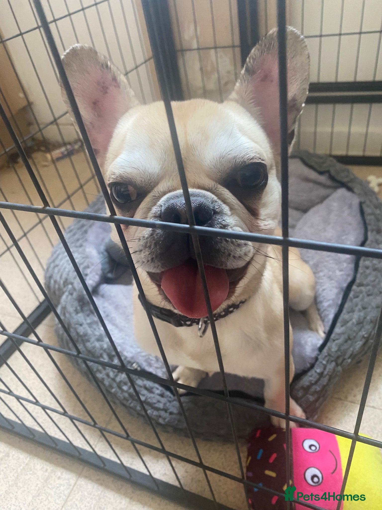 Mixed Breed dogs French bulldog/ pug - frug - Advert 16