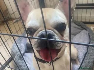 Mixed Breed dogs French bulldog/ pug - frug - Advert 16