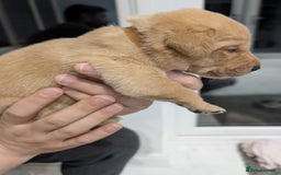 Labrador Retriever dogs for sale: Beautiful Labrador puppys  - Image 14