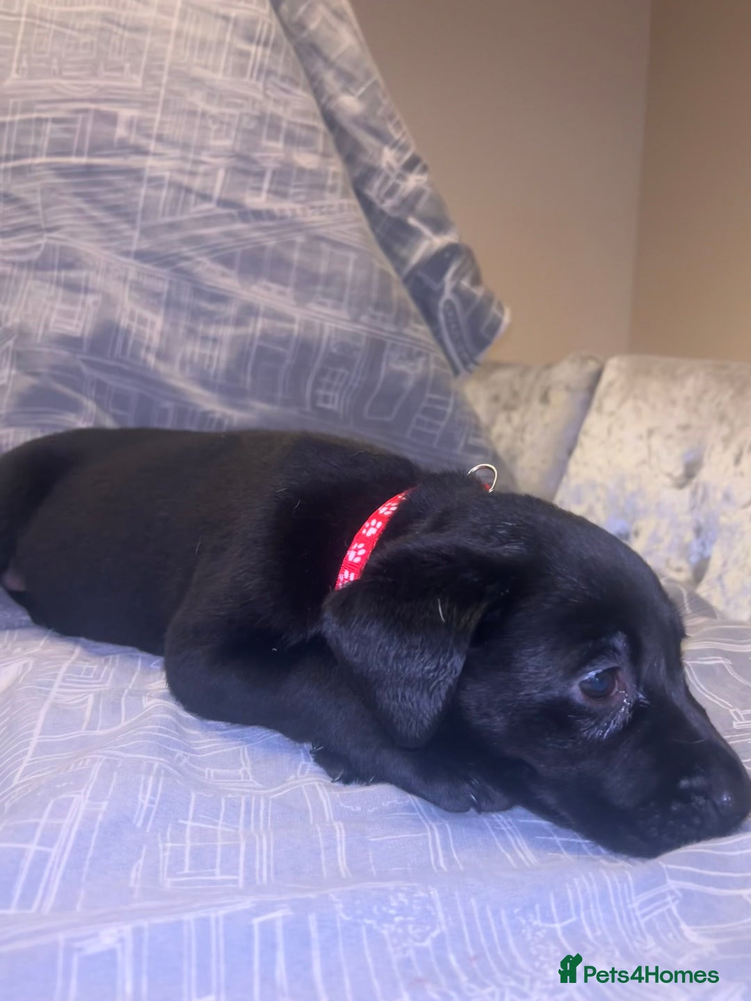 Labrador Retriever dogs for sale: 8 Labrador puppies for sale 🤍 - Advert 8