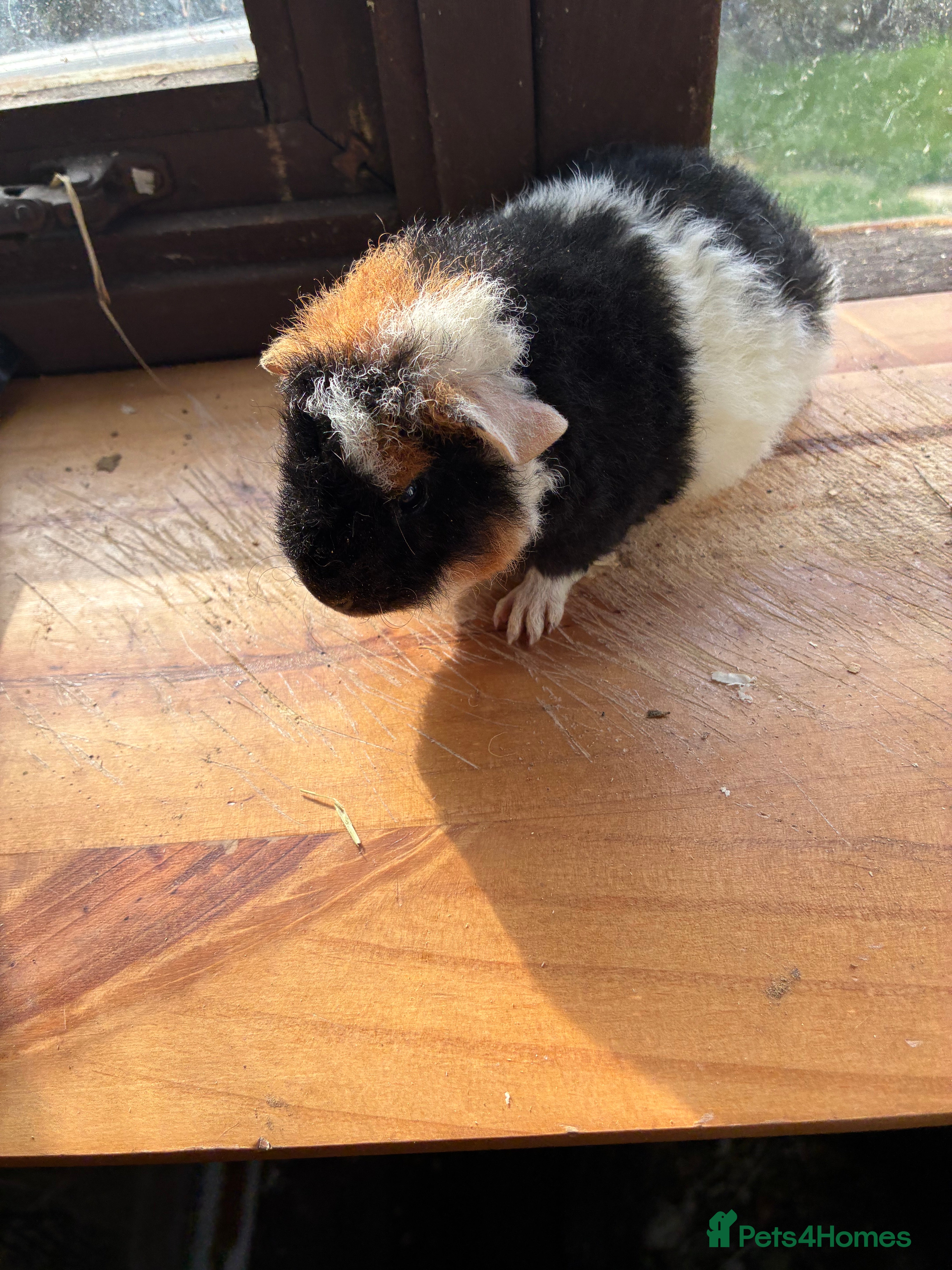 Guinea Pig rodents 1 Male & 1Female GuinePigs - Advert 14
