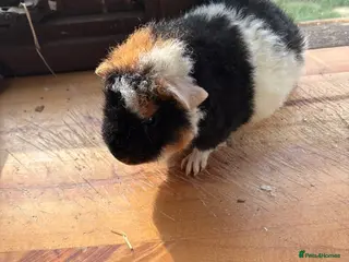 Guinea Pig rodents 1 Male & 1Female GuinePigs - Advert 14