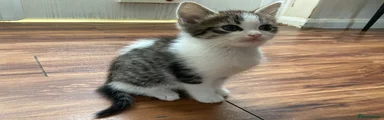 Mixed Breed Kitten 3