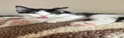 Mixed Breed cats for sale: 2 black and white kittens  - Advert 3