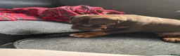 English Bulldog dogs for sale: 10 week old puppy boy  in Portsmouth - Advert 8