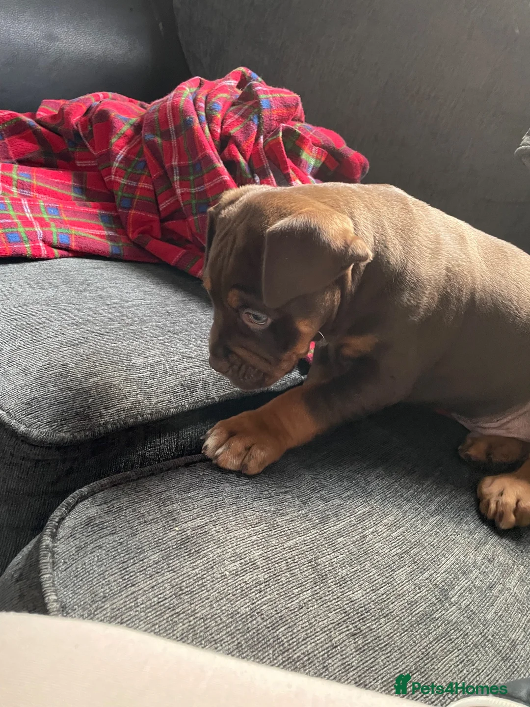 English Bulldog dogs for sale: 10 week old puppy boy  in Portsmouth - Advert 8