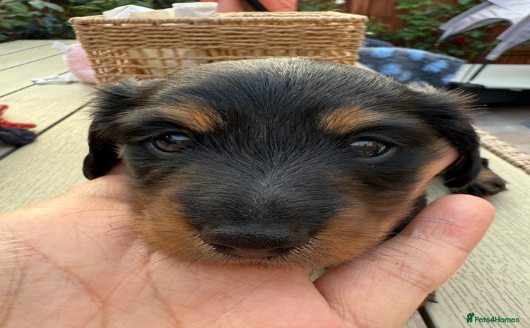 Miniature Dachshund dogs - Advert 4